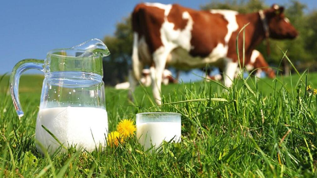 Fedegan propone nuevas alianzas para reactivar la producción de leche en Colombia.