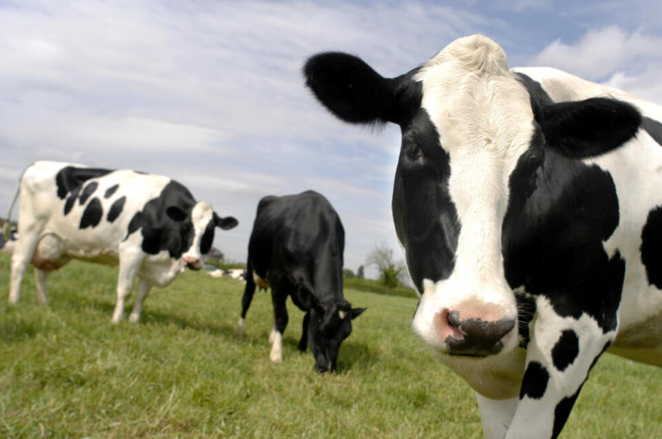 Colombia frena importación de carne de ganado lechero de ocho estados de EE.UU.